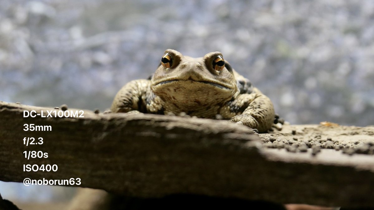 noborun63's tweet photo. 姫路市立水族館の愉快なカエルたち🐸
#ツチガエル
#モリアオガエル
#ニホンヒキガエル
#写真好きな人と繋がりたい
#マイクロフォーサーズ
#コンパクトデジタルカメラ
#wrinkledfrog
#forestgreentreefrog
#japanesetoad https://t.co/5lheL2Ahl6