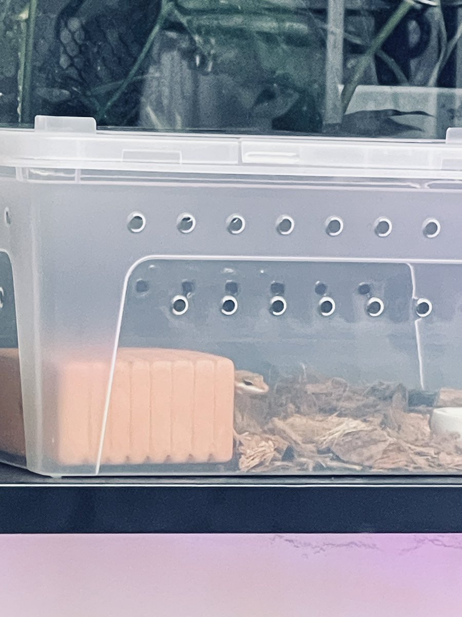 阿谷 (@a0602150) on Twitter photo 