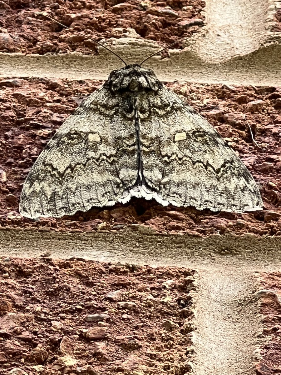 BranstonBirder tweet media