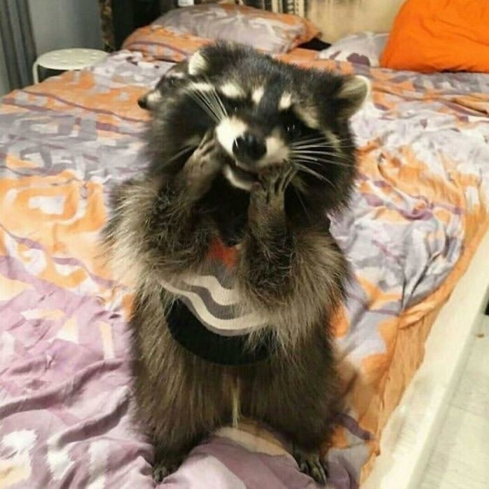 raccoonhourly's tweet photo. https://t.co/CEjWk9Bbfm