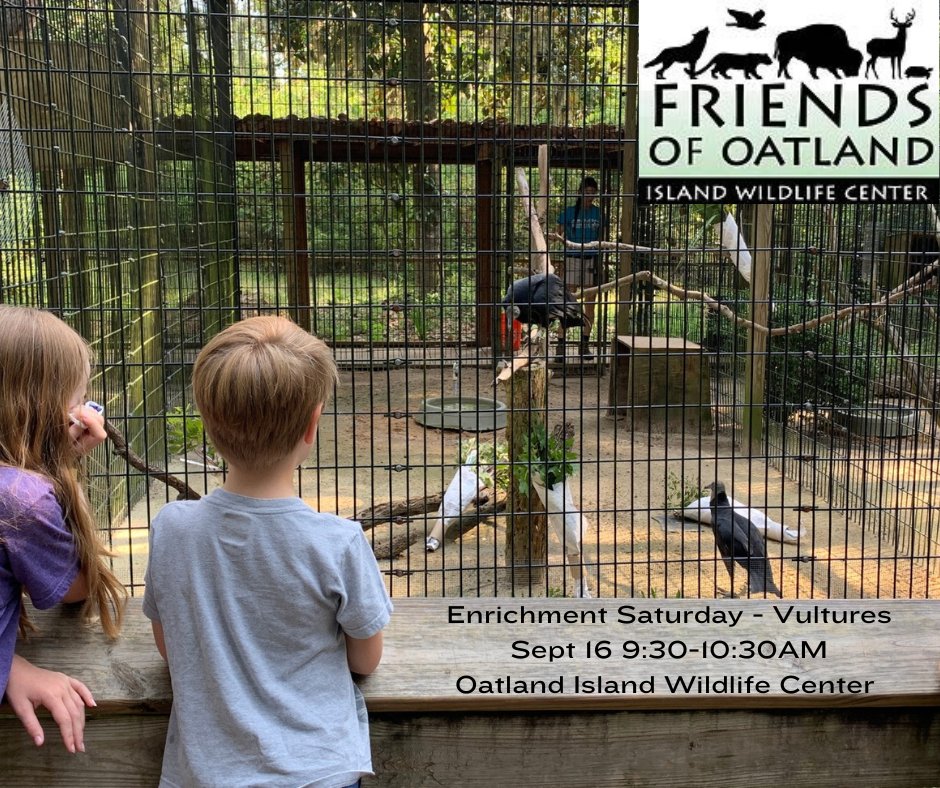Enrichment Saturday w/vultures <a href="/OatlandIsland/">Oatland Island</a>  9:30-10:30AM Sat. 9/16. Purchase  tickets in advance online. Participants must be at least 4 years of age: tinyurl.com/36k6a5rn #Savannah #Savannahga #OatlandIslandWildlifeCenter #thingstodoinsavannah #Savannahmoms #savannahkids
