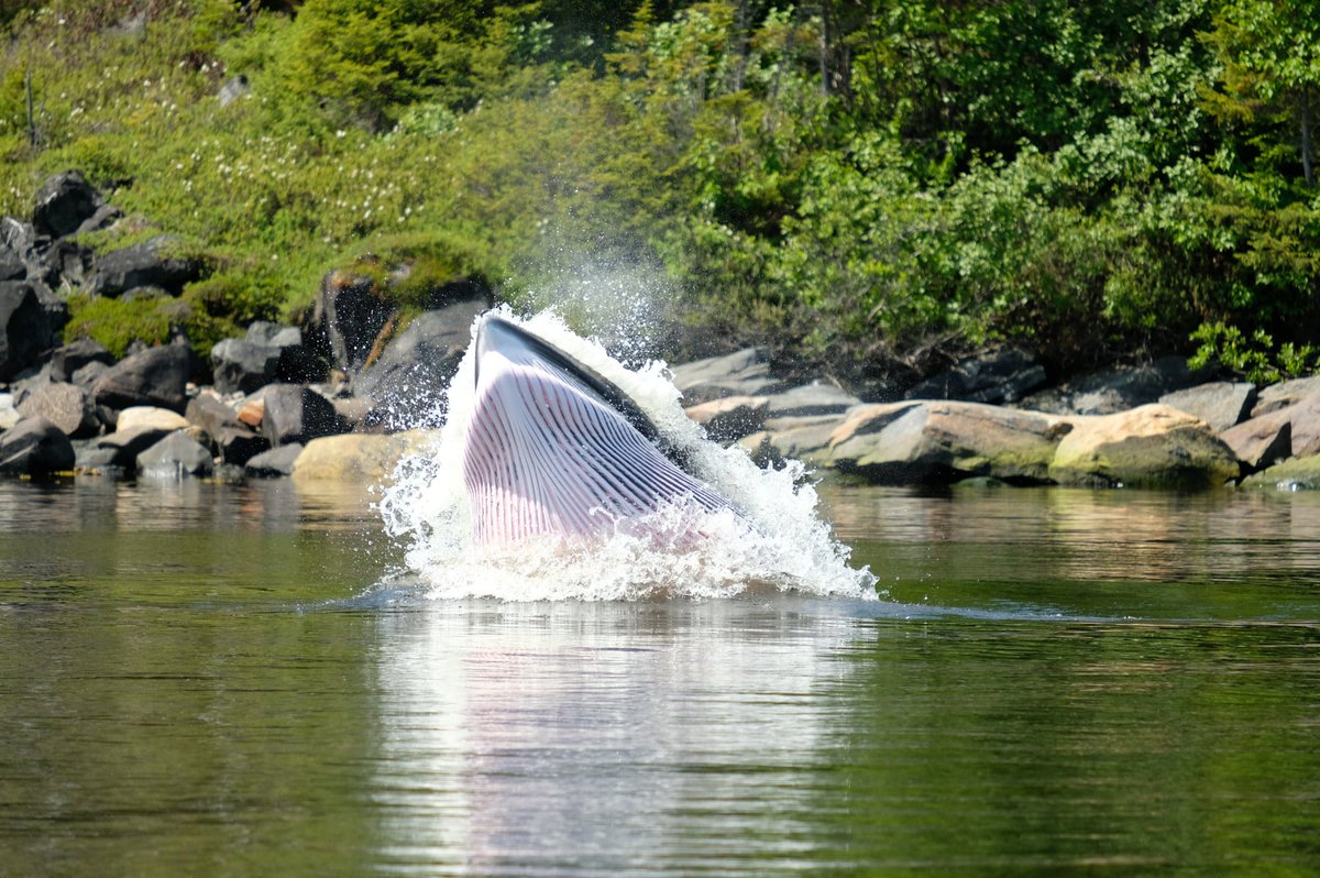 Pulitzer Center tweet media