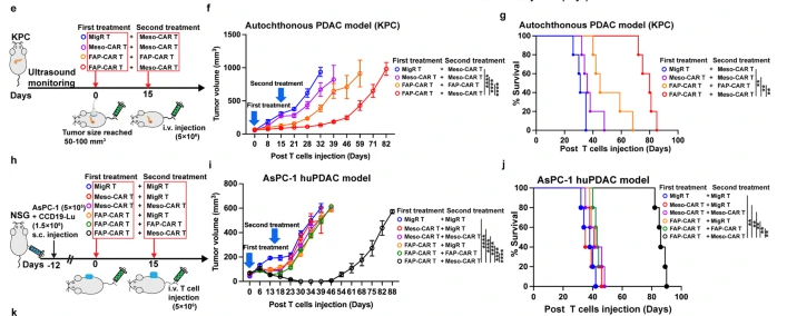 👏👏 Sequential administration of FAP-#CARTcell #immunotherapy then Meso-CAR T enhances systemic endogenous adaptive anti-tumor immunity in pancreatic #cancer models. Desmoplastic stroma restricts T cell extravasation and mediates immune exclusion and immunosuppression in solid