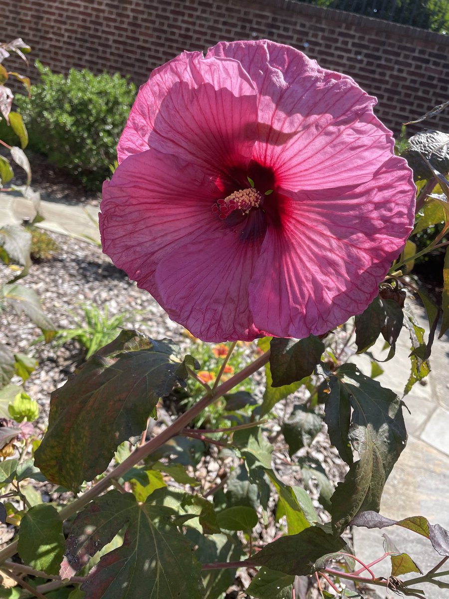 WandaFreeman_'s tweet photo. #flowersoftwitter https://t.co/KVnEPvZle8