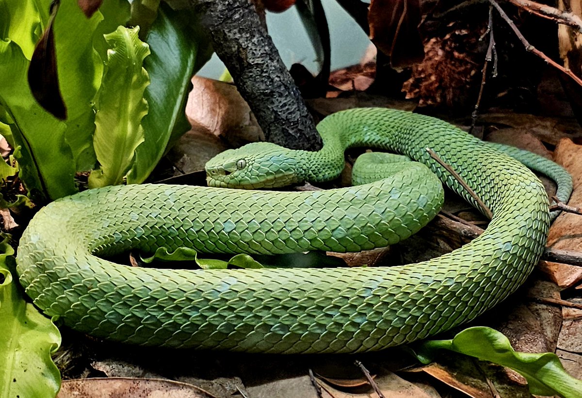 Would you touch the textured ridges of this scaly green pitviper? #WildlifeWednesday #HumpDay #wildlife #photography #nature