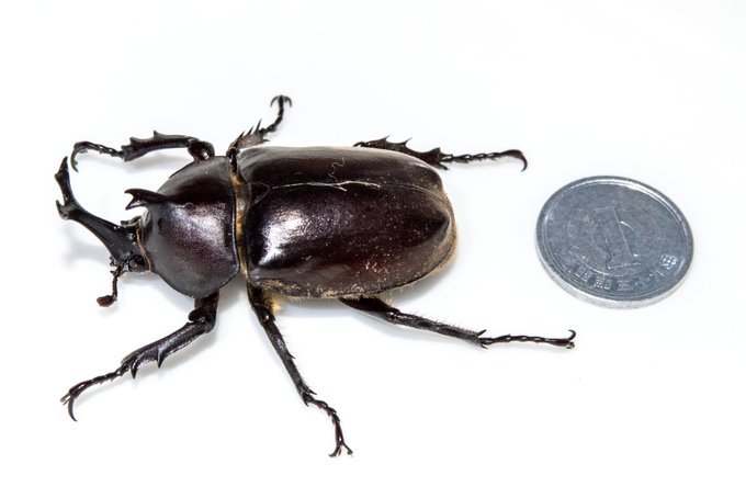 夏の終わりのミニかぶとむし 