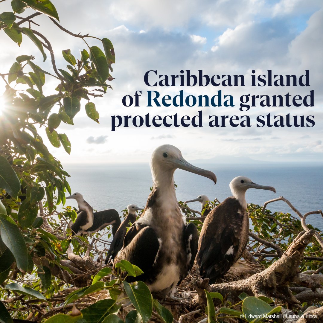 Fauna & Flora (@faunafloraint) on Twitter photo 📢Exciting news: the Caribbean island of Redonda has been granted protected area status! 
In just a few short years, Redonda has been transformed from barren ‘moonscape’ into a thriving wildlife sanctuary, & will now be one of the largest protected areas in the Caribbean. 📢Exciting news: the Caribbean island of Redonda has been granted protected area status! 
In just a few short years, Redonda has been transformed from barren ‘moonscape’ into a thriving wildlife sanctuary, & will now be one of the largest protected areas in the Caribbean.