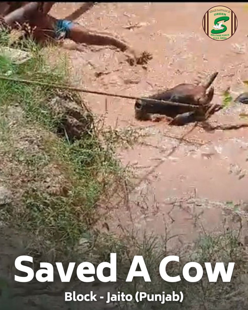 GreenSwelfares's tweet photo. Every life matters! Shah Satnam Ji Green 'S' Welfare Force Wing volunteers from Jaito, Punjab, have once again exemplified their unwavering commitment to compassion by rescuing an injured cow. Inspired by the teachings of Saint Dr. @Gurmeetramrahim Singh Ji Insan, these volunteers demonstrate the profound impact of empathy and kindness. #Rescue #AnimalWelfare #DeraSachaSauda