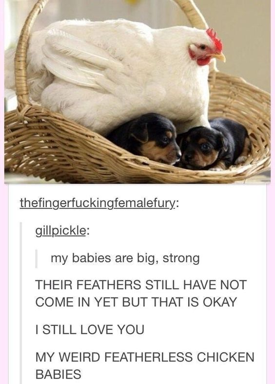 WholesomeMemes (@wholesomememe) on Twitter photo 