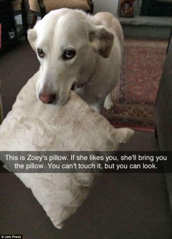 WholesomeMeme's tweet photo. https://t.co/onC349OUoK