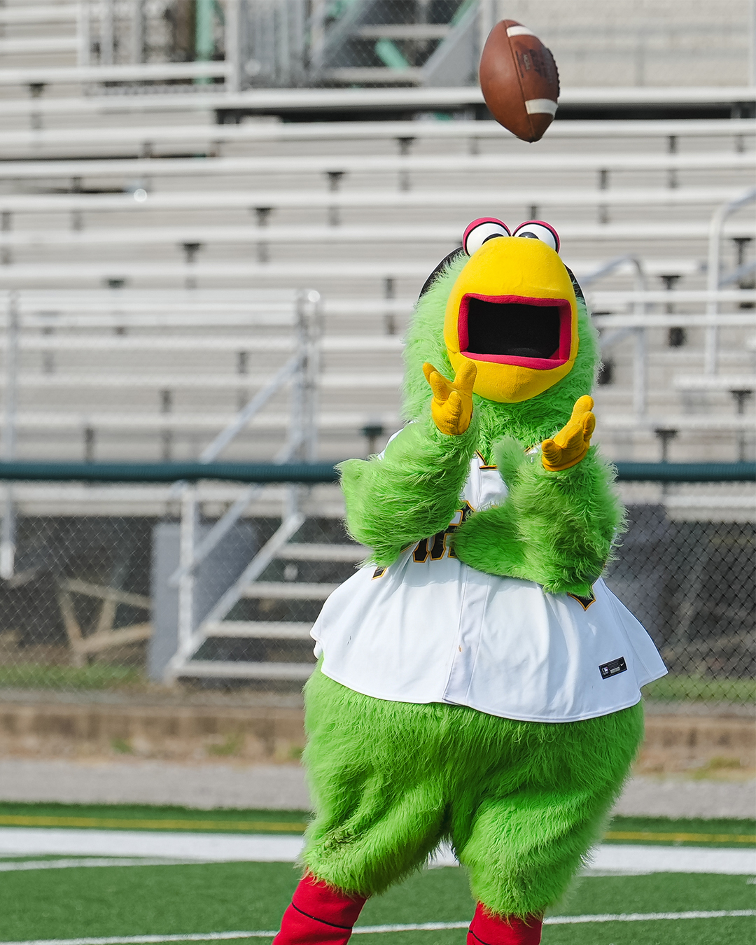 The Pirate Parrot (@Pirate_Parrot) / X