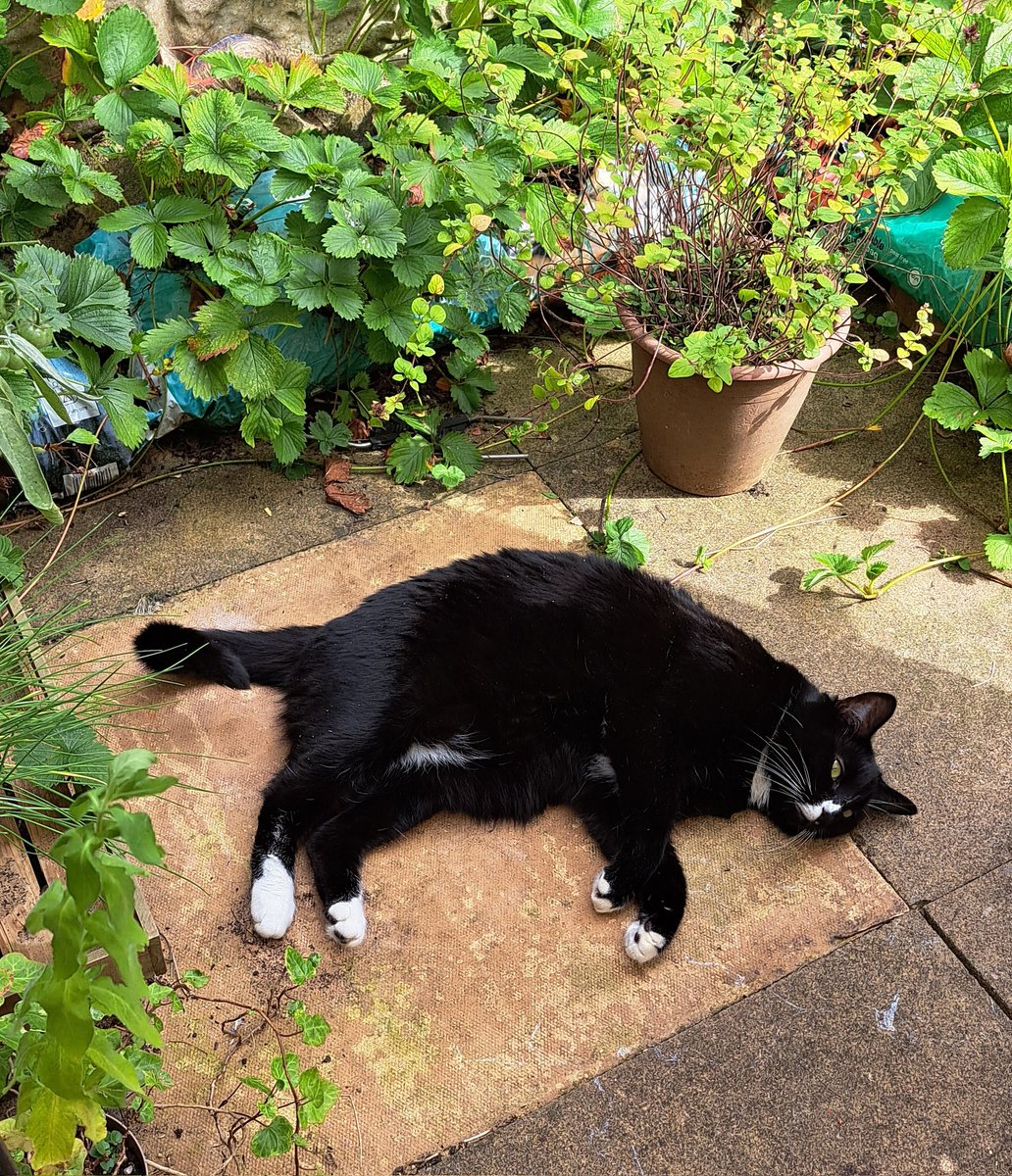 Hard work doing my CATNIP  #Hedgewatch shift this afternoon. I had to check the strawberry plants for runners that mum can plant! Just call me Bella Titchmarsh! #CatsOfTwitter #XCats #TuxieCats