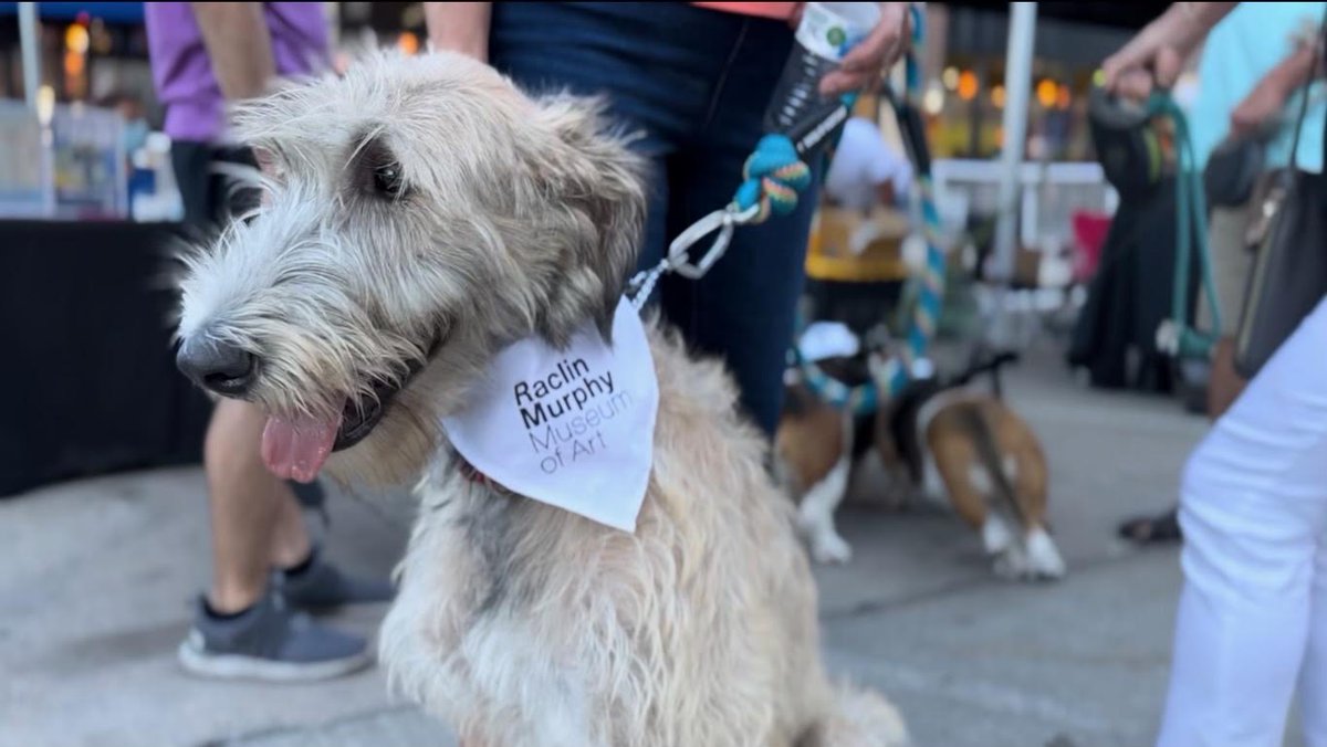 We think this doggo looks quite fetching in their new Raclin Murphy Museum of Art bandana! The pup-arazzi at DTSB's First Fridays event last week obviously agreed!

We can't wait to see our four-legging friends exploring the Charles B. Hayes Family Sculpture Park soon!