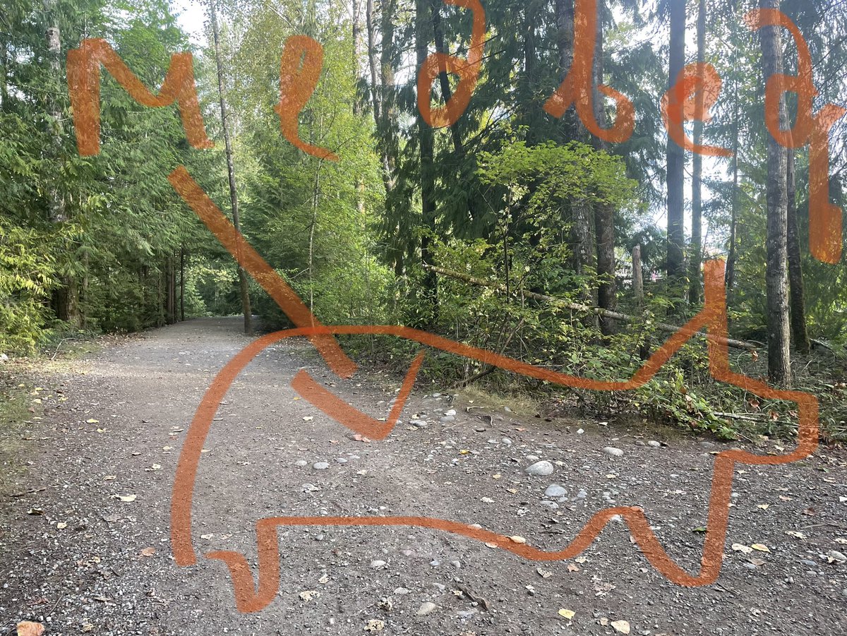 kachumailo's tweet photo. Короче, believe me or not, но только что тропу в парке города Coquitlam под Ванкувером метрах в 10 от нас перешел здоровый медведь. Фотопруфов нет, я был занят откладыванием кирпичей и замешкался с телефоном. Так что иллюстрация только такая. https://t.co/I2CId8SOC3