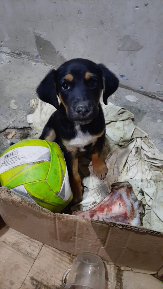 Yer üsküdar bulgurlu 5 aylik civarı çocuklar oynarken cocugun babasi gelip sopayla vurumuş itilip kaklıyormuş sokakta varmı koruma alacak birileri bu bal arısını