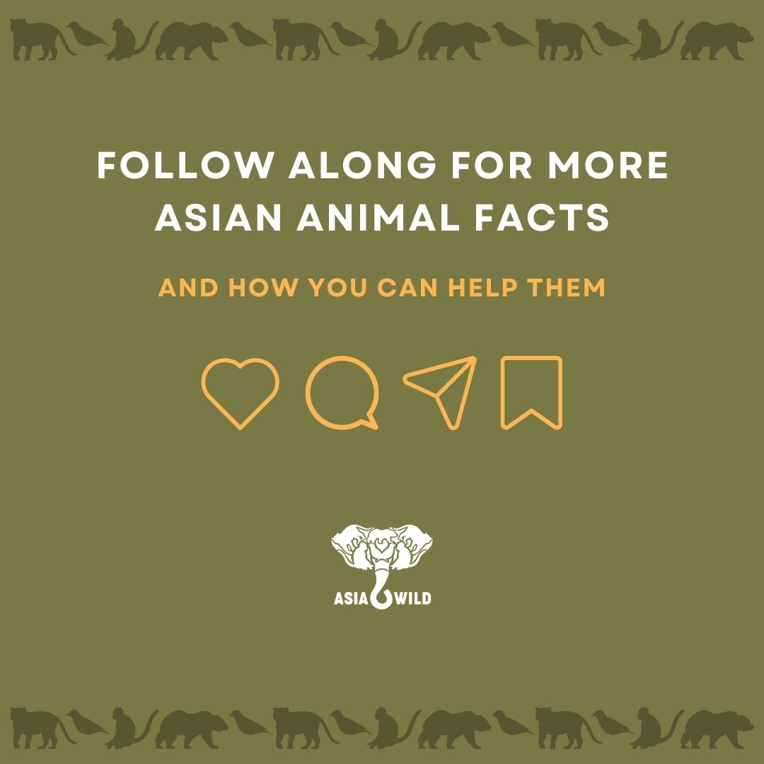 Read more about #AsiaticLions 🦁 and #ConservationEfforts to save them 👇🏼👇🏾👇🏻👇🏽

#AsiaWild #EndangeredSpecies #WildlifeConservation #WildlifePreservation #AsianLion #AsiaticLion #IndianLion #LionConservation #HabitatFragmentation #HumanWildlifeConflict