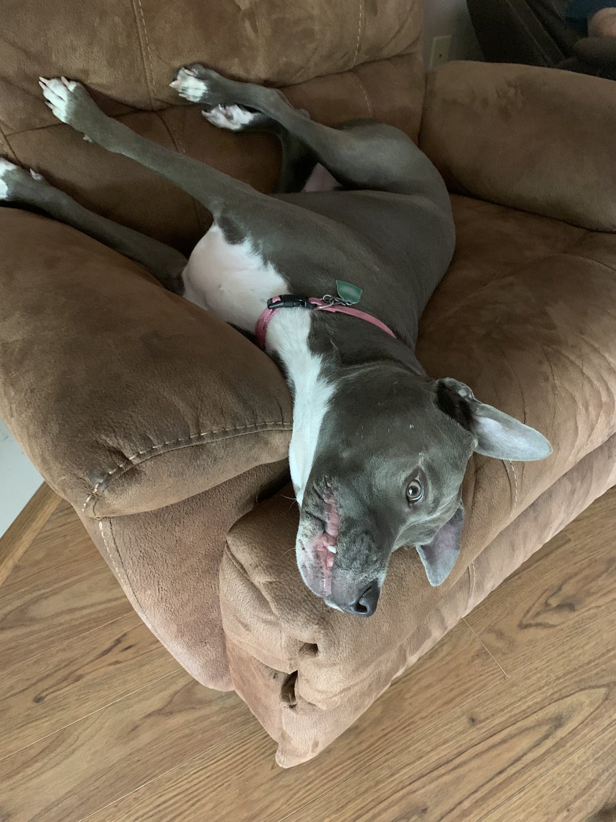 Happy hump day❤️🐶🐾
#dogs #dogsoftwitter #pets