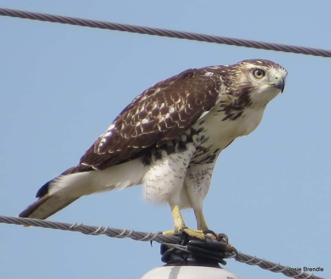 BrendleJosie's tweet photo. #nature #cpaws #BirdsOfTwitter #manitoba https://t.co/uaCE2gKkKQ