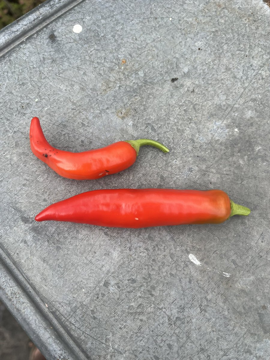 papaver's tweet photo. It’s a two chilli day #eachonecounts #chillies #heatwave #mygarden #GardeningTwitter #GardeningX https://t.co/HrvaYL0oIC