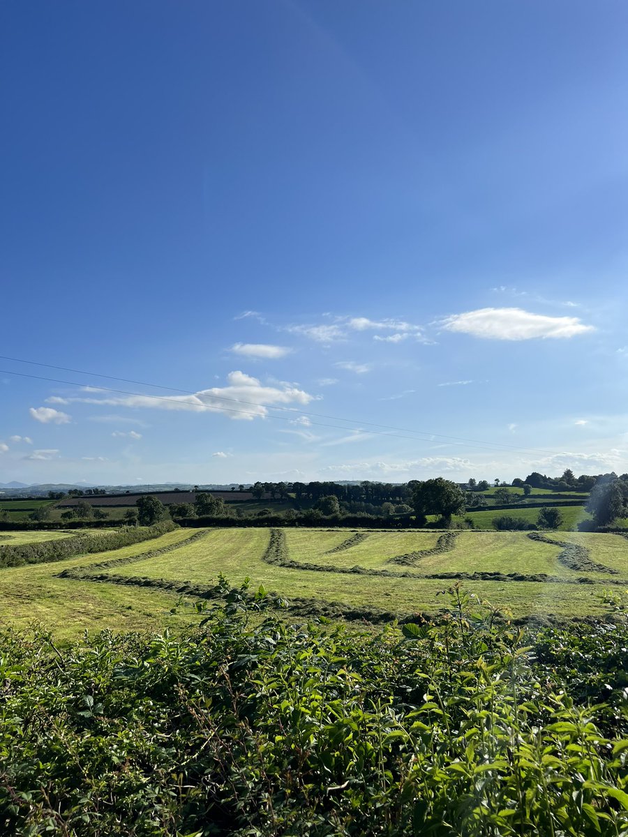 AshTreeFarm42's tweet image. 2nd / 3rd bits of both cut… #silage