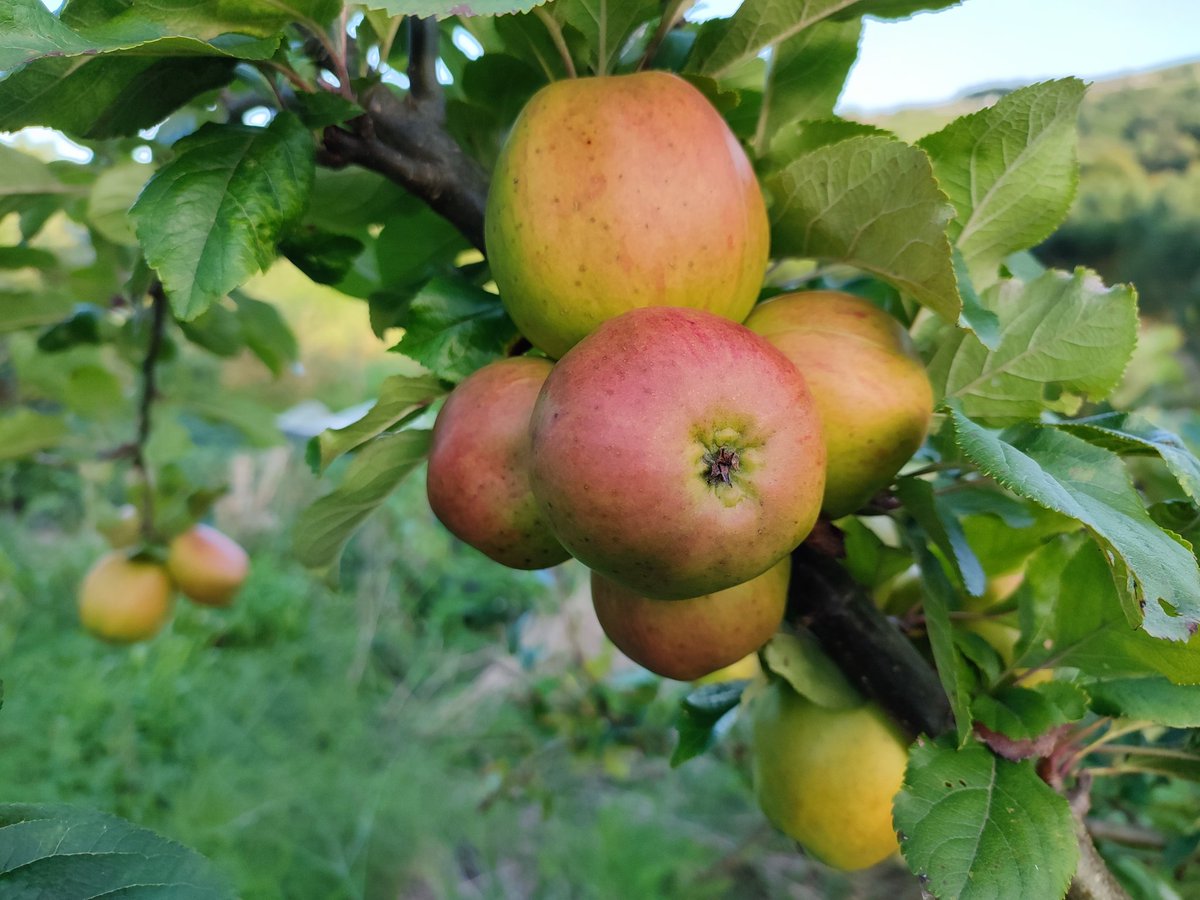EdiblesWYorks's tweet photo. Weekly fruit and veg boxes this week - apples are the new arrivals. All grown at Edibles. Friday pick up - order at https://t.co/8KMGTo6Hs3 https://t.co/yltXGyzEoy