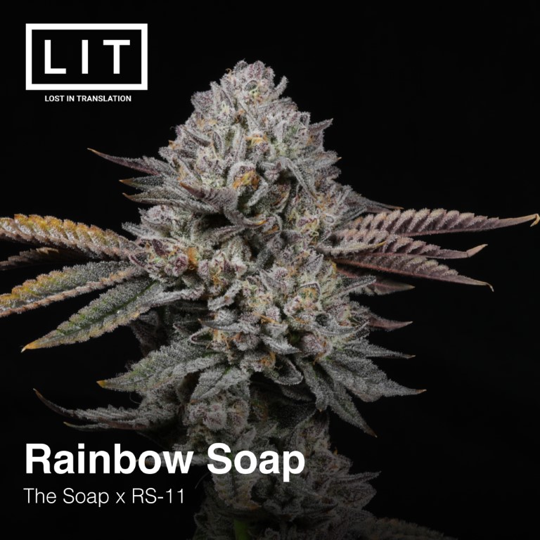 LitFarms's tweet photo. 🌈Rainbow Soap
[ #TheSoap x #RS11 ]

Seeds are available from our website: https://t.co/KXzBJHUi8U

#litfarms #litgenetics #RainbowSoapStrain https://t.co/6oMZKBTIm1