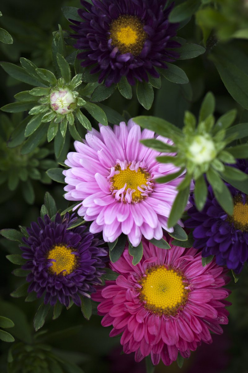 lacsd's tweet photo. Don’t wait for someone to bring you flowers
Plant your own garden and decorate your own soul.
~Luther Burbank

Flowers 🌸 https://t.co/n7mtlJd5nd
 #MileyCyrus 
🍃
Flowers 🌼 https://t.co/ozCTrIDKLJ 
#DanieleVitale saxophone &amp; #BenedettaCaretta 💖

#music #SeptemberFlower - Aster https://t.co/s7ZC869jvF