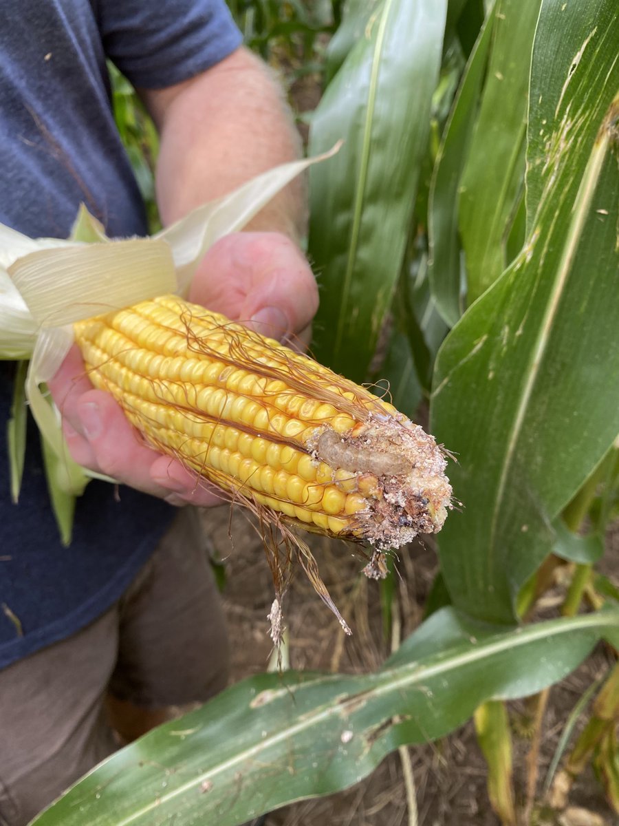 #glgtpur2023 looking at some unwelcome visitors wbc in this field