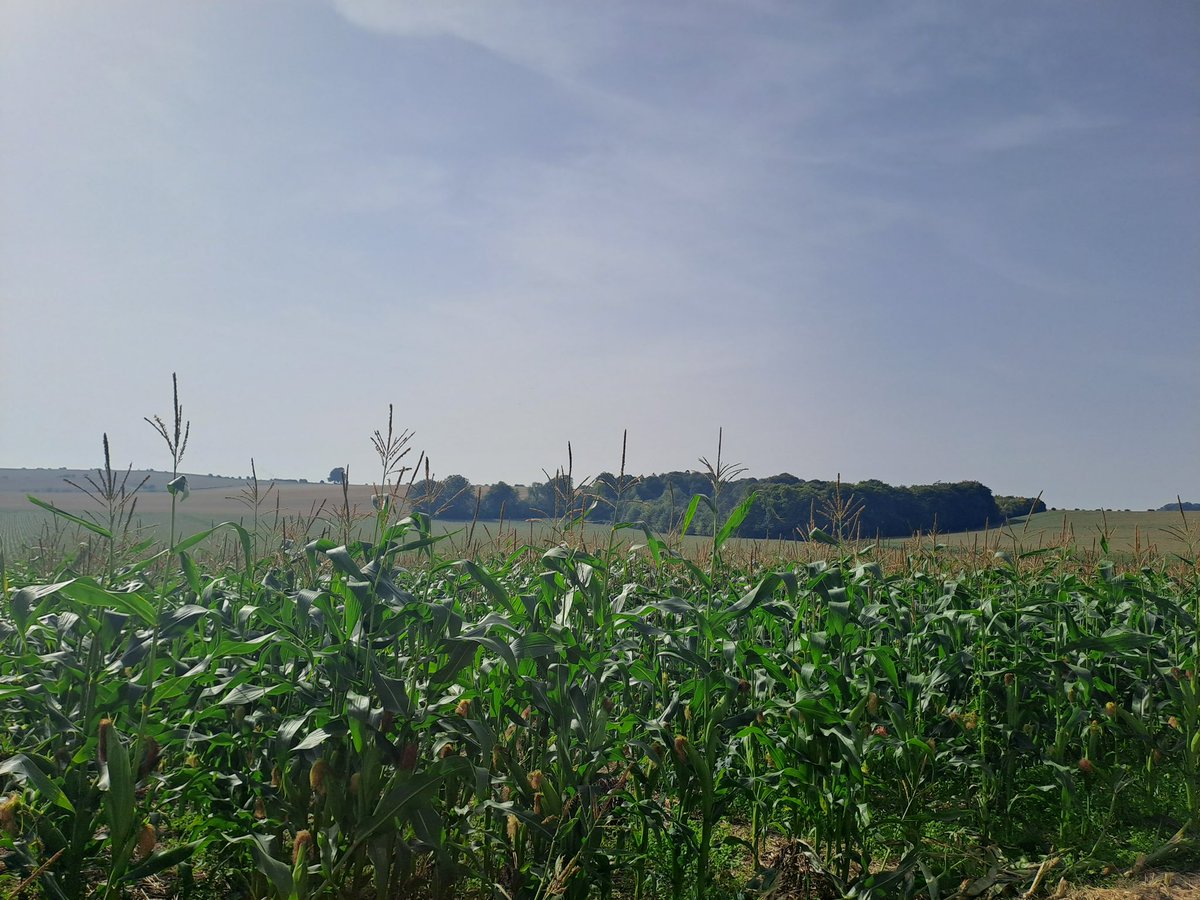 LilyButters01's tweet photo. Two very warm Days looking at maize trial sites across the south west. With a visit to KWS Lydney and my first Agriifocus event. Steep learning curve for someone who comes from a very non-maize background 🌽. https://t.co/HMvS0HpBnO