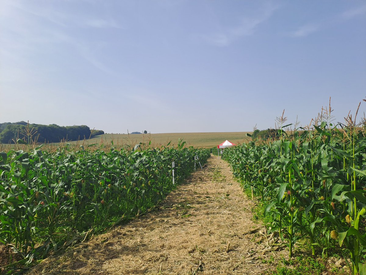 LilyButters01's tweet photo. Two very warm Days looking at maize trial sites across the south west. With a visit to KWS Lydney and my first Agriifocus event. Steep learning curve for someone who comes from a very non-maize background 🌽. https://t.co/HMvS0HpBnO