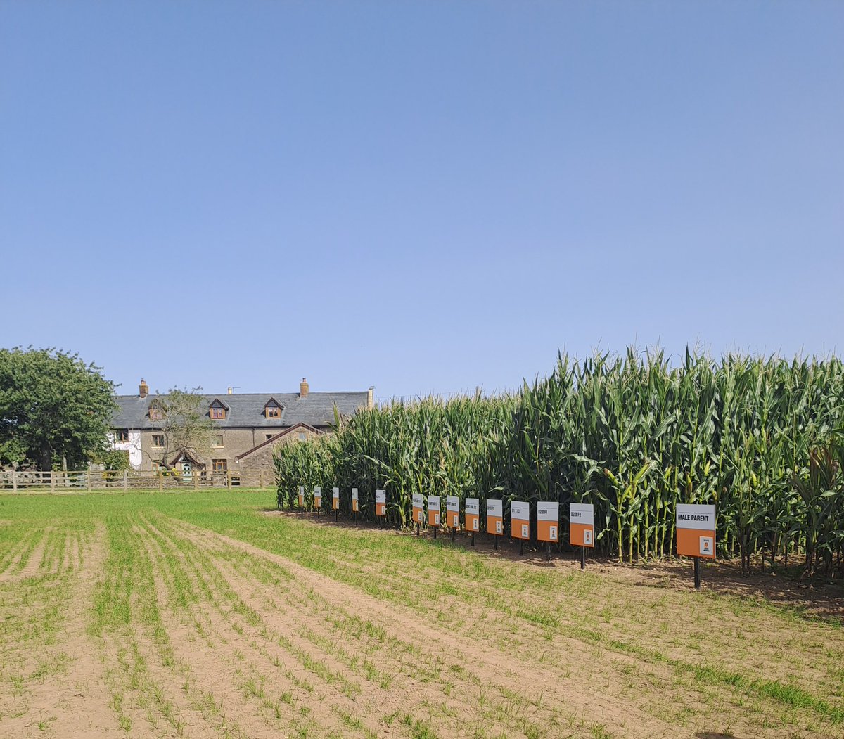 LilyButters01's tweet photo. Two very warm Days looking at maize trial sites across the south west. With a visit to KWS Lydney and my first Agriifocus event. Steep learning curve for someone who comes from a very non-maize background 🌽. https://t.co/HMvS0HpBnO
