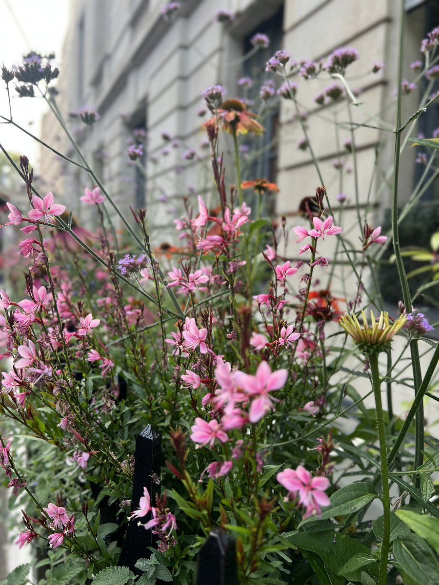 Anshul Raja tweet media