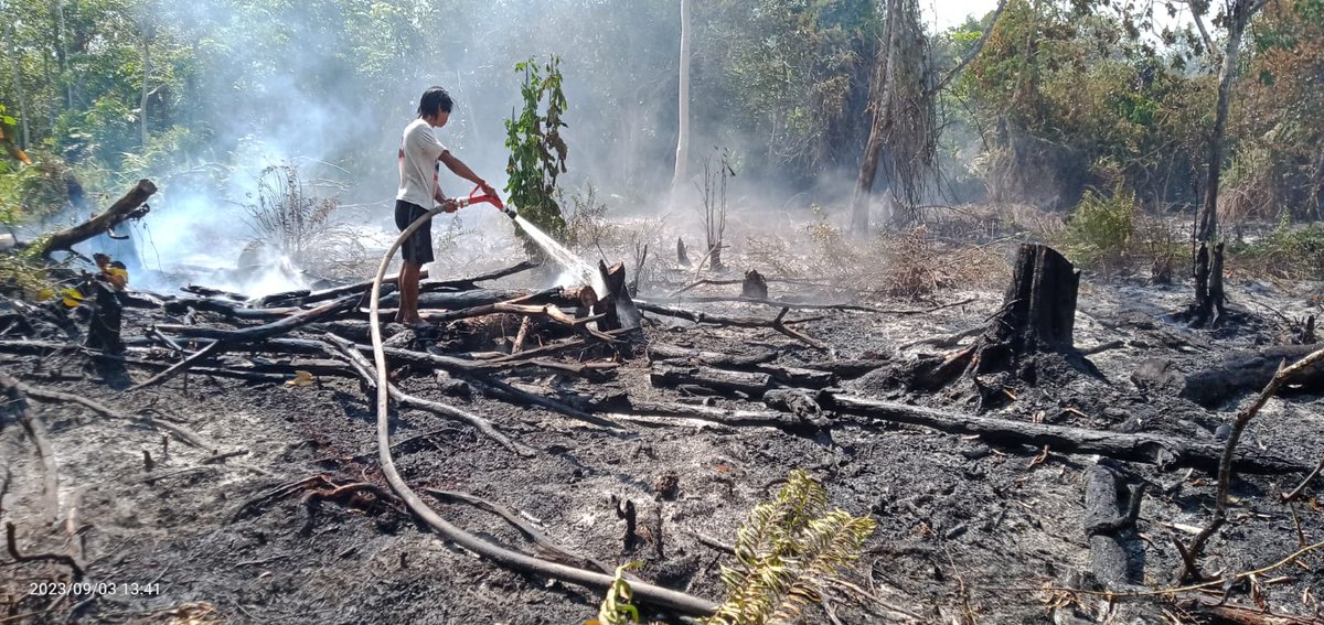 Gunung Palung Orangutan Conservation Program tweet media