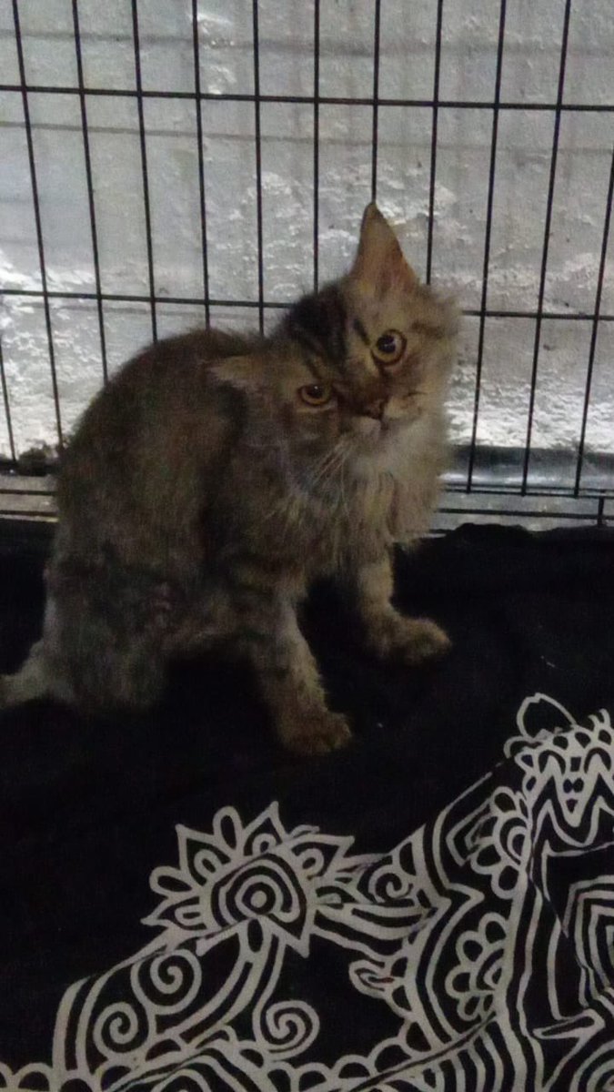 Hi! Would anyone want to adopt a 3 legged Persian male cat around 1.5/2 years. Absolutely a mush and cute natured guy. His leg had to be amputated. Neutered @JaeyeB @avc_201