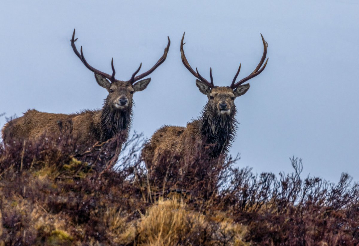'Our iconic deer are in the cross hairs...The Scottish Government's ‘blood thirst’ approach to culling is wrong' writes Scottish Countryside Alliance Director Jake Swindells.

Read more here➡️countryside-alliance.org/resources/news…