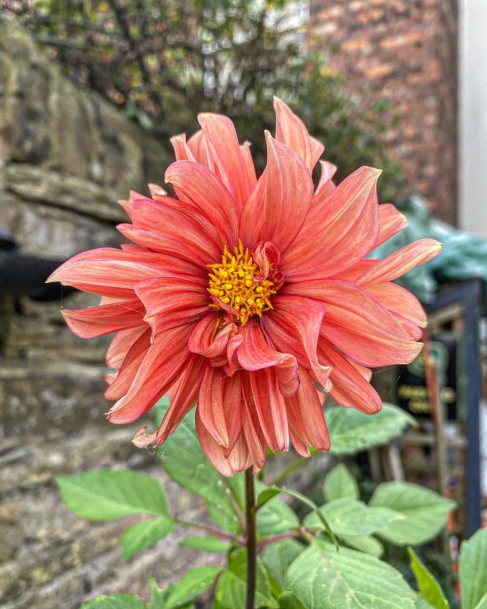 ThePottingYard's tweet photo. Wednesday photo shoot  📸 #flowers #plants #garden #urbangardening #gardenblogger #gardenblog #GardeningX  #GardenersWorld https://t.co/Njba2iQ9Mq