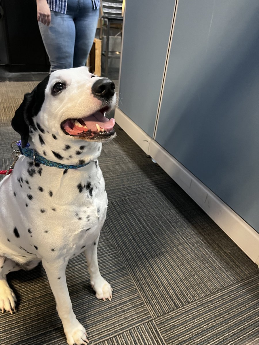 This is Noodle. Get ready to meet her on ⁦<a href="/WMTWTV/">WMTW TV</a>⁩ at 12:25. You can adopt her from ⁦<a href="/ARLGPme/">Animal Refuge League</a>⁩