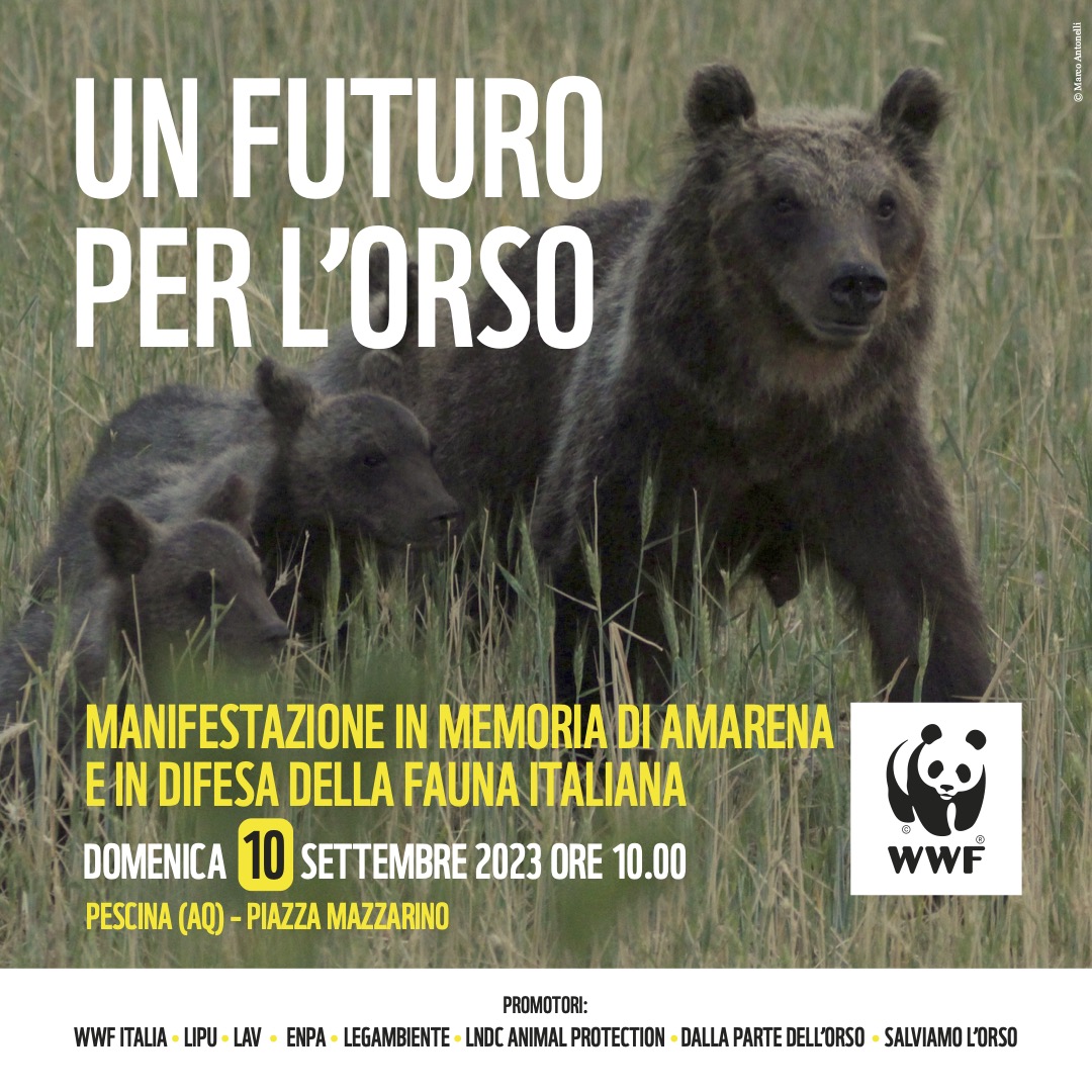 Domenica #10settembre appuntamento a #Pescina in ricordo di #Amarena e in difesa della fauna, colpita dalle fucilate e dalle fake news