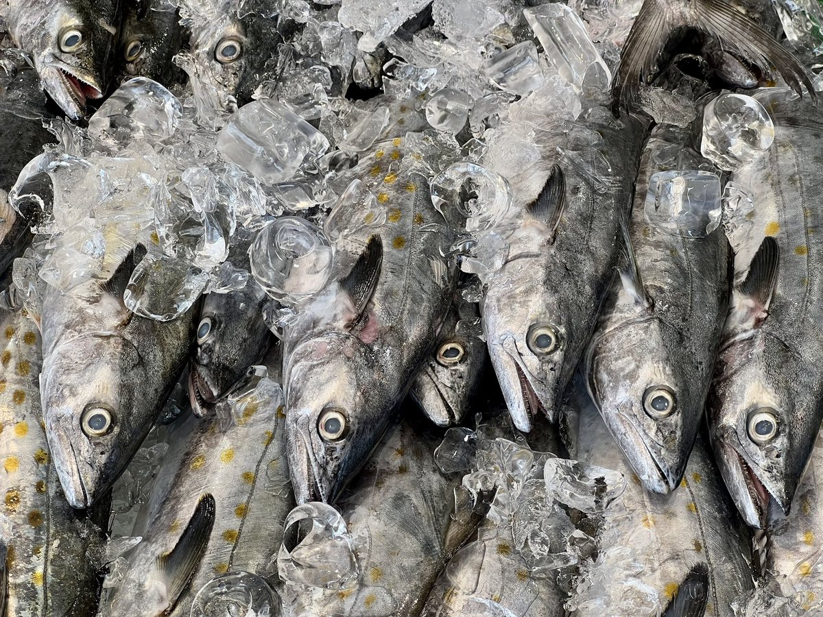 GM. 

Sometimes life is beautiful, other times it stinks like fish. 

Everyone knows that I suffer with spine and vision issues which limits my time here but that is not why I have been MIA. I am currently having to take care of a family member daily which is taking any extra