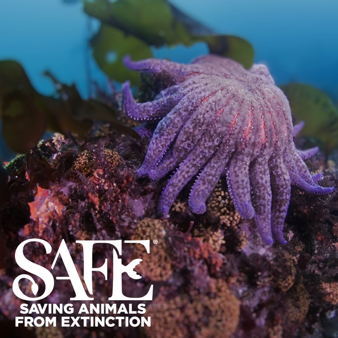 The Association of Zoos and Aquariums (@zoos_aquariums) has approved the Sunflower Sea Star SAFE! SAFE (saving animals from extinction) program partners with echinoderm expertise have stepped forward to support aquarium-led conservation aquaculture.