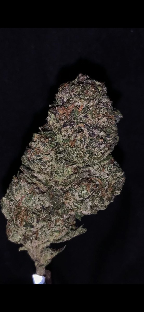 JKmichael420's tweet photo. @JKDistroCali Envy is a must try strain I can’t get enough of this one! the smell is a nice gassy,funky,sweetness when broke open a nice diesel smell pops out. This one is super strong smells right through the jar. https://t.co/u4hr223Zb2 #Mmemberville #jkeclipse #jkdistro #THCA https://t.co/GEGIV2brvA