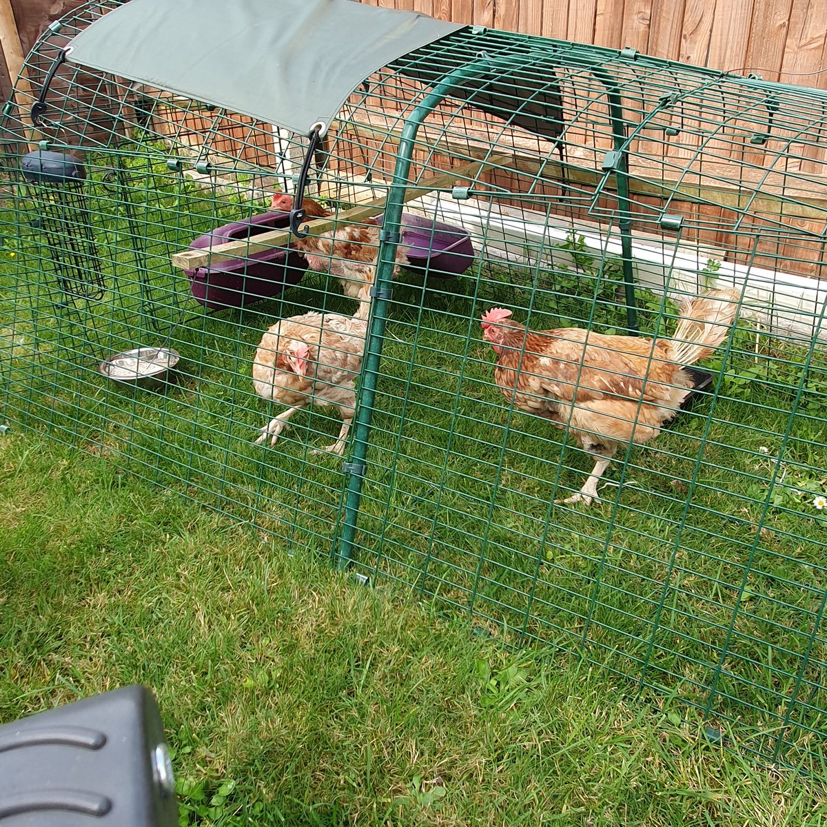 GillDickin's tweet photo. Meet Glady, Bronwyn and Myfanwy.  My three little rescue chickens saved from slaughter from a farm in Wales. So glad farmers will allow rescue groups to buy these girls and pass them on to new homes! #chickens #rescue https://t.co/KpsuNUAlCf