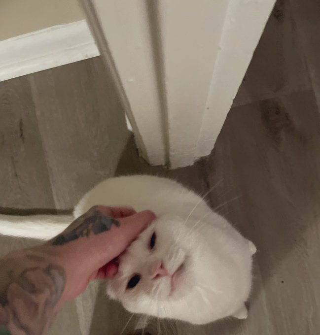 She won&rsquo;t stop jumping at me when we meet in a doorway 😩 https://t.co/7mZSDTmpSS<a href="/tag/newprofilepic"class="tags"><span>#newprofilepic</span></a>