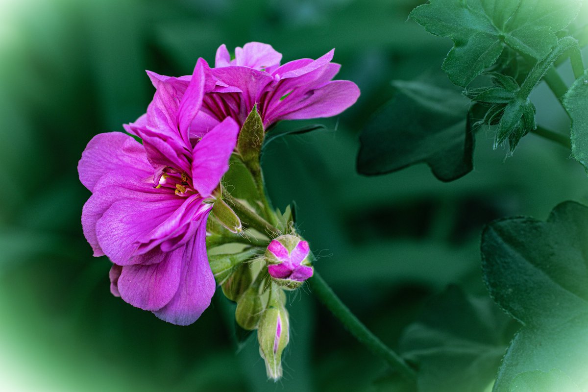 shury45's tweet photo. I took a photograph of this geranium flower in my parents' house garden. After editing, I chose to use this picture as a greeting card for the upcoming holidays. #NFTCommunity #NaturePhotography https://t.co/bsKzM6G1rJ