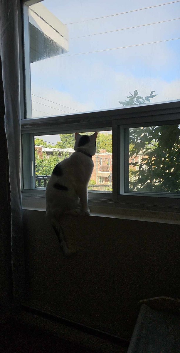 CaitiritheFiery's tweet photo. Bestest office buddy 🥰 #SushitheCat https://t.co/RLAErkFCiU