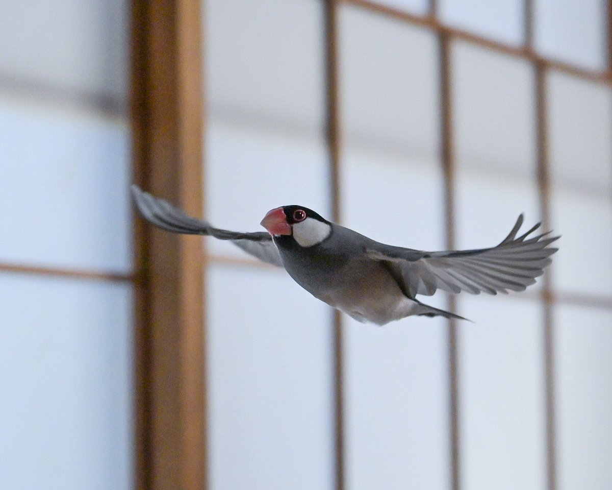 文鳥は元気です