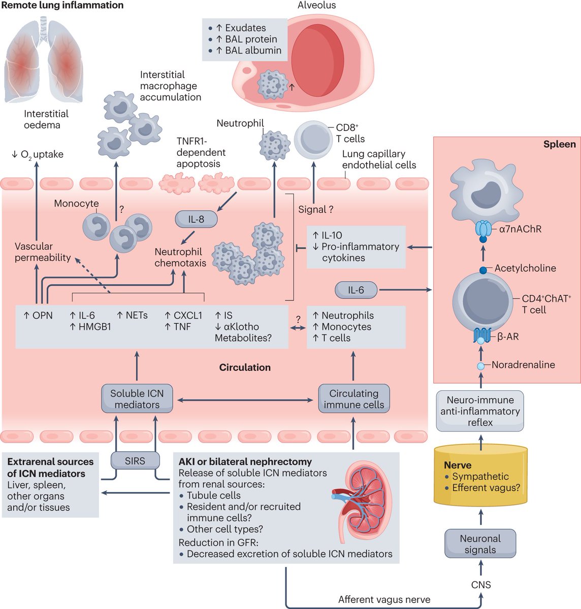 New Review! Interorgan communication networks in the kidney–lung axis by Yohei Komaru, Yun Zhu Bai, Daniel Kreisel &amp; Andreas Herrlich go.nature.com/45XYi7Q