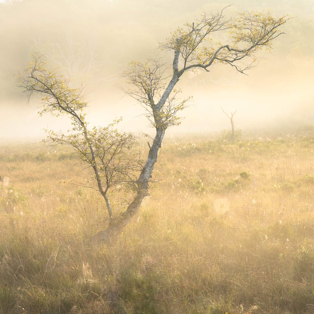A fabulous morning spent with <a href="/bradcarrphotos/">Brad Carr</a> in amongst the birch in Snowdonia.