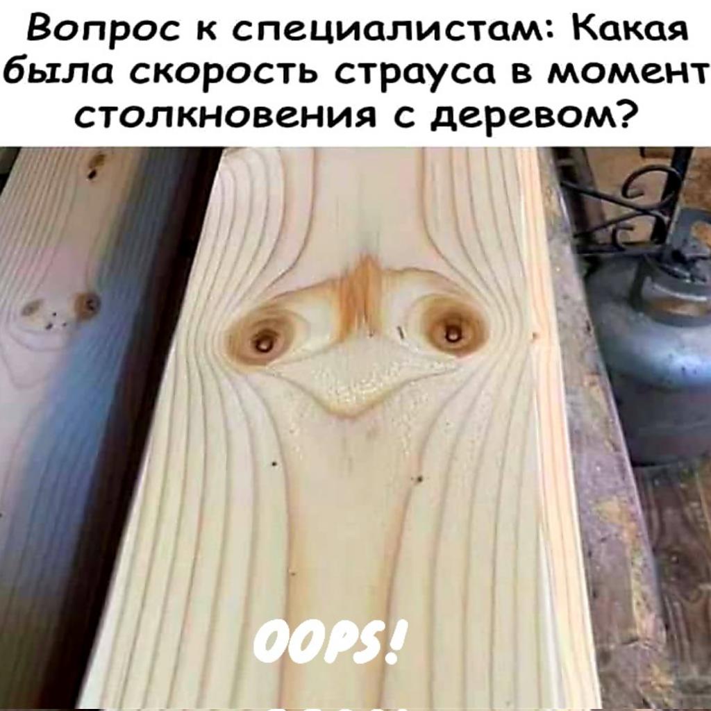 FoxCub ZOV ♋ 🦊 tweet media