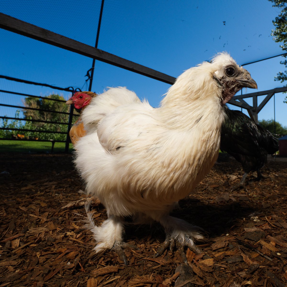 In summer's heat, where shadows play,
A white chicken clucks and pecks away!

(retweet to send a snack live.ourchickenlife.com)